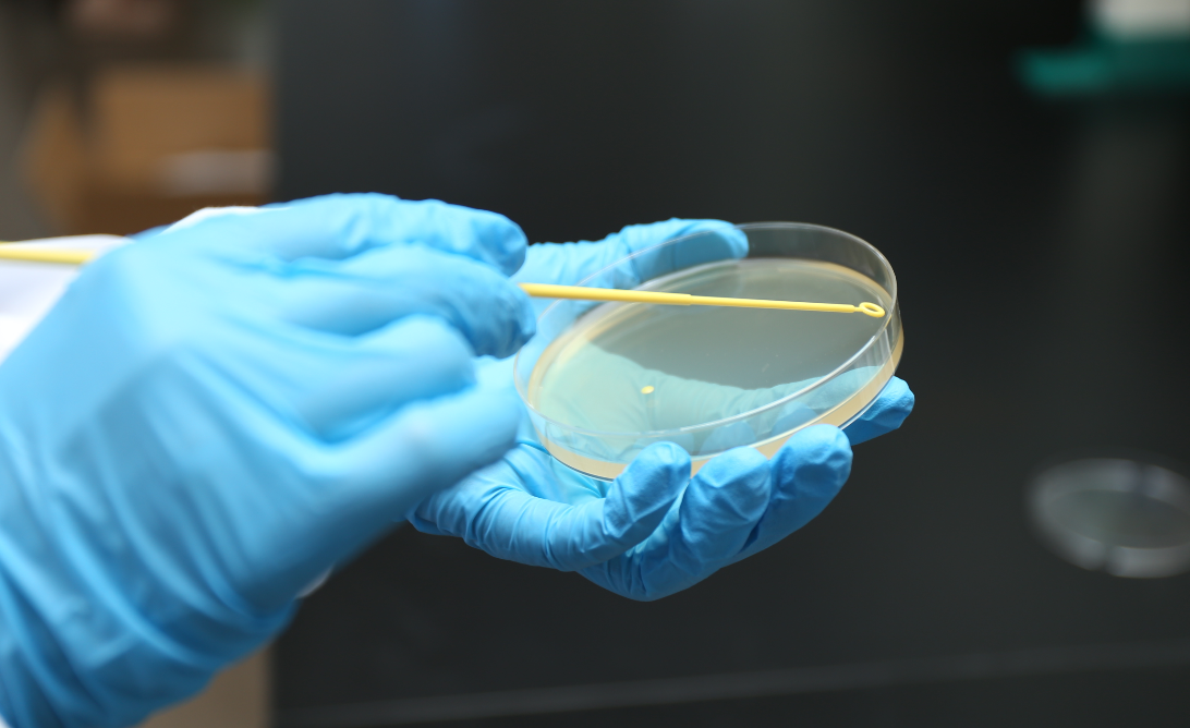 Inoculating Loop.png