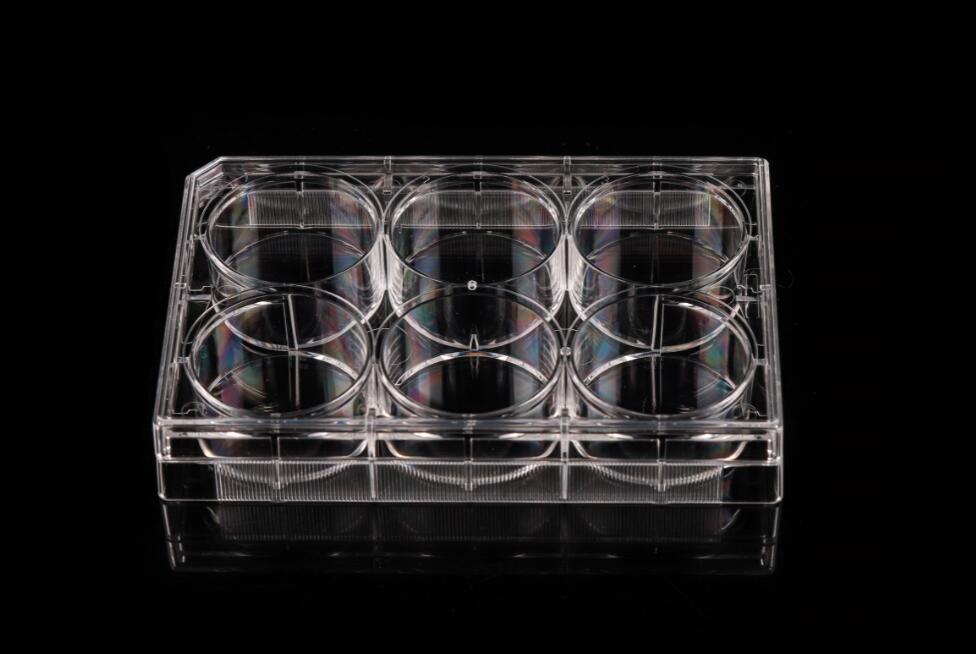cell culture plate (1).jpg