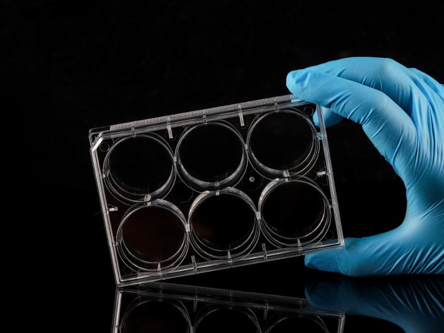 cell culture plate.jpg